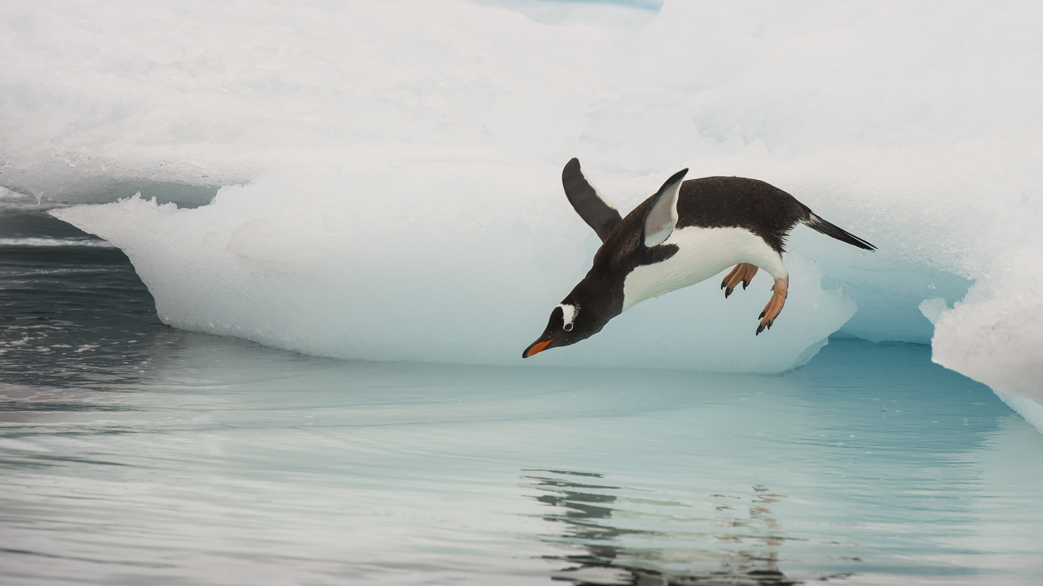 Penguin