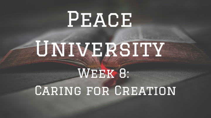 Peace University Week 8 logo image