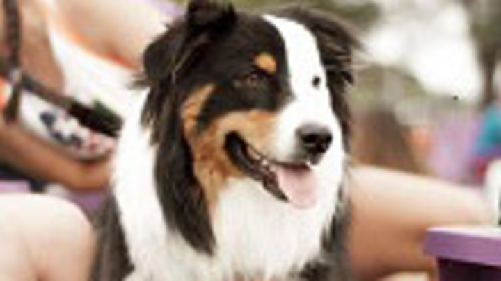 Cru Canine Walk logo image