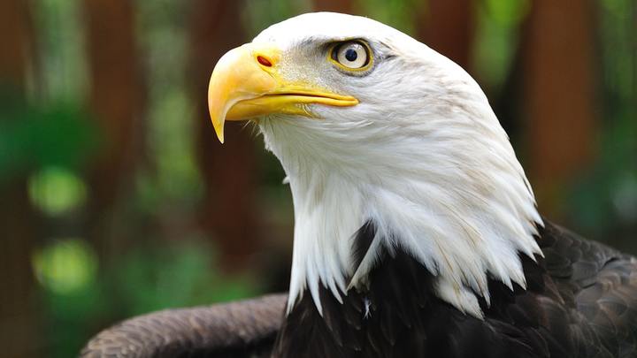 ASB Eagle Card 2019-2020 (High School) logo image