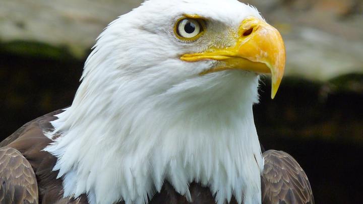 ASB Eagle Card 2019-2020 (7th & 8th Grade ONLY) logo image