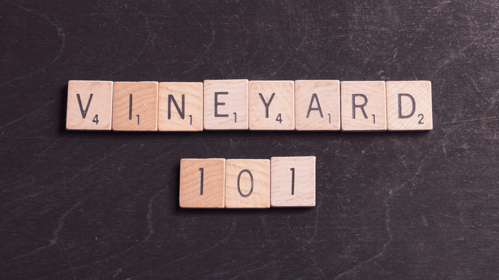 Vineyard 101 logo image