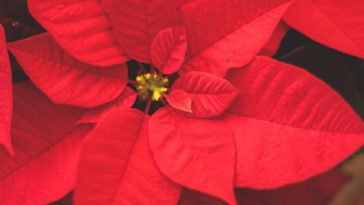 Christmas Poinsettia  logo