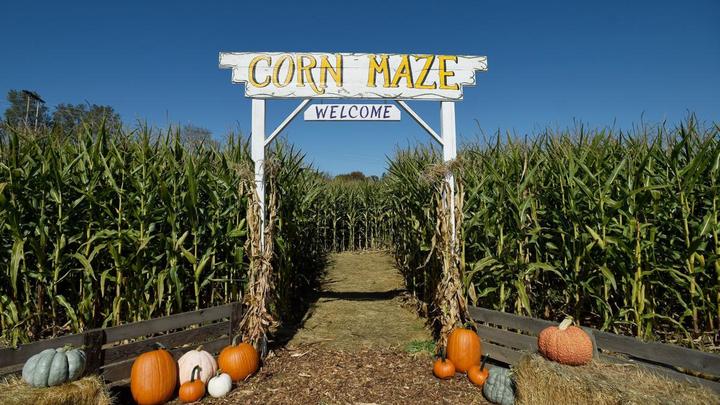 Amazing Fall Fun and Food - Students logo image