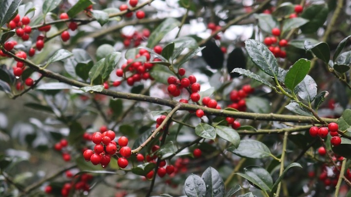 Walk in the Word logo