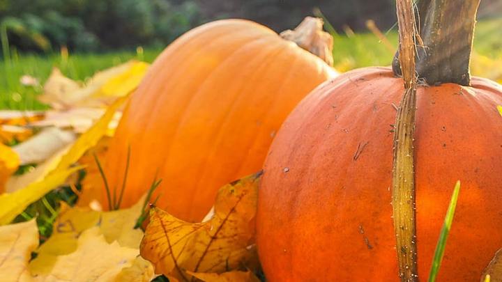 Autumn on the Square logo image