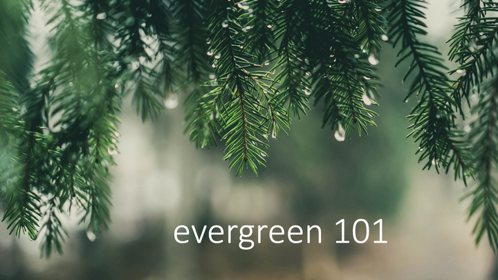Evergreen 101 logo