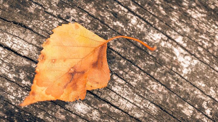 Mom Connection | Fall Session logo