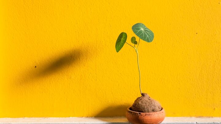 HK Maui Serve and Grow logo