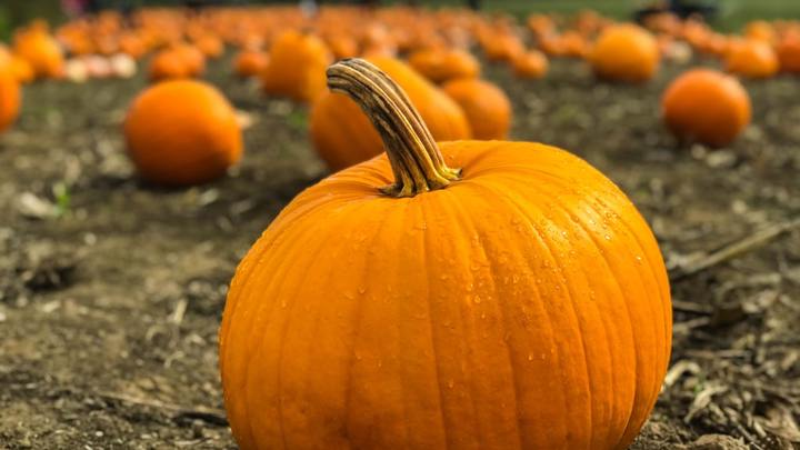 Pumpkin Patch logo image