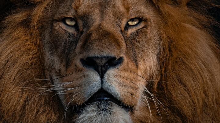 The Den 2025-2026 logo