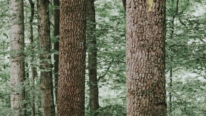 Meltzer Woods Guided Hike (And bonus one room schoolhouse visit!) logo