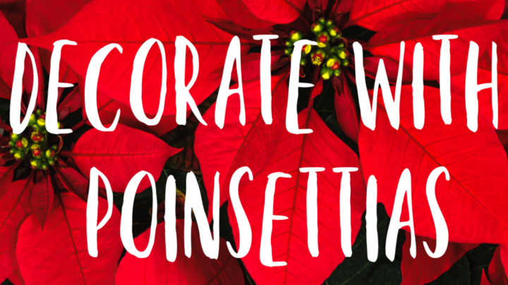 Decorate with Poinsettias logo image