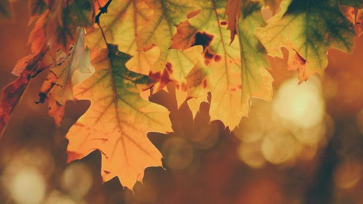 Thanksgiving Food Basket Outreach logo