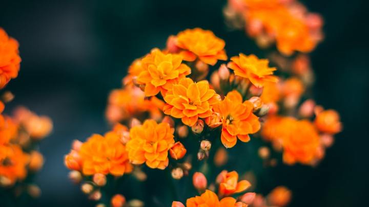 Altar Flowers at Foundry logo
