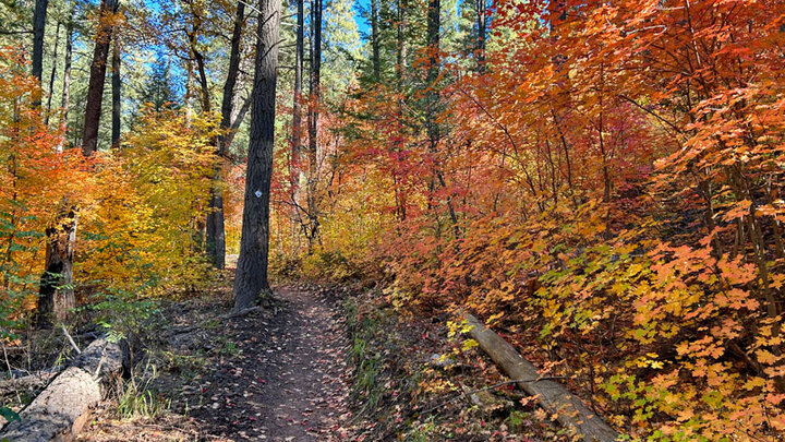 Featured Image