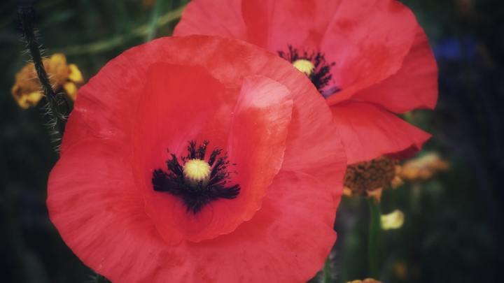 Remembrance Day Service logo image