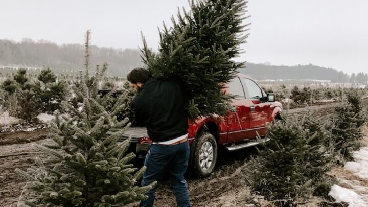 Christmas Trees 2025! logo