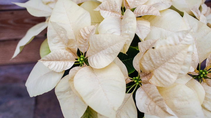 Christmas Poinsettias logo