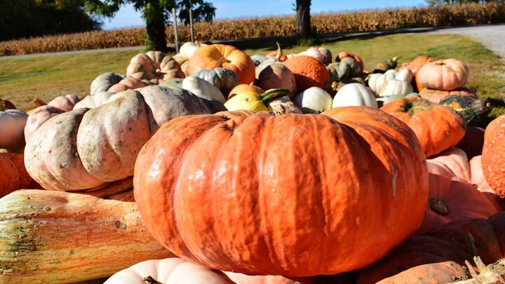 FALL FEST FOR VANGUARD AT THE PUSCHECK FARM logo