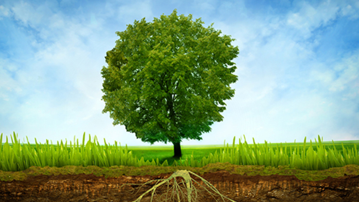 "Growing as Disciples In Christ" Programme (Module 1) logo