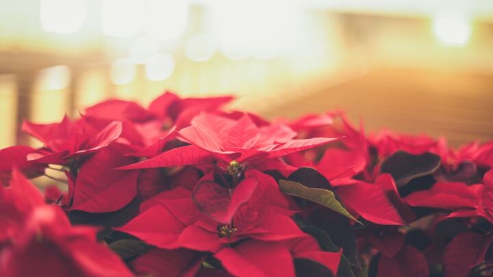 Christmas Poinsettias (28750) logo