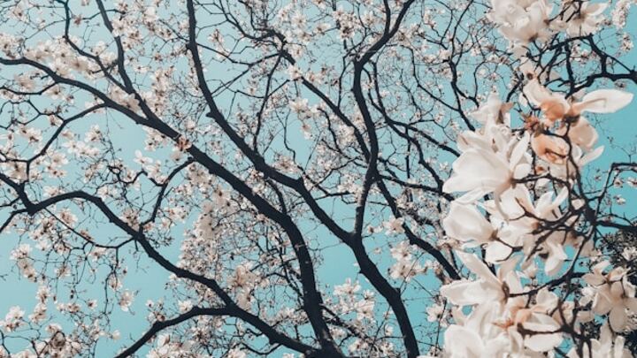 District College '26 Spring Retreat logo