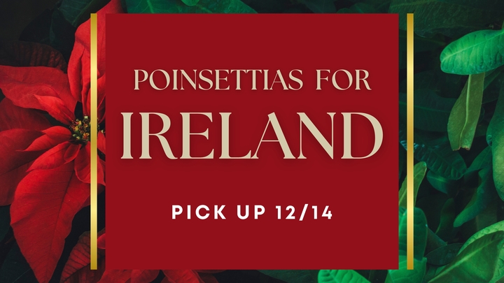 Poinsettias For Ireland logo