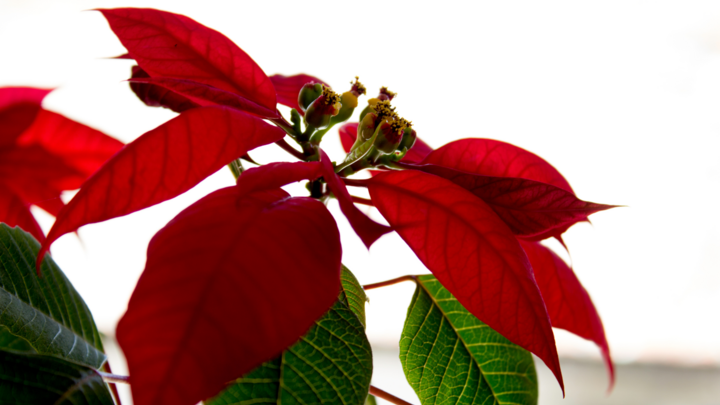 Poinsettia orders 2025 logo
