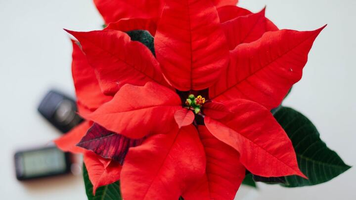 Christmas Poinsettia Order Form 2025 logo