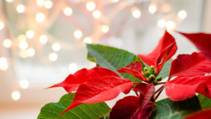 Poinsettia Dedication Form logo image