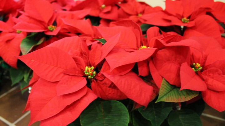 Order Your Poinsettia(s) logo