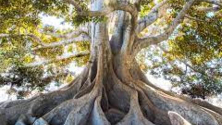 Rooted Group Materials logo