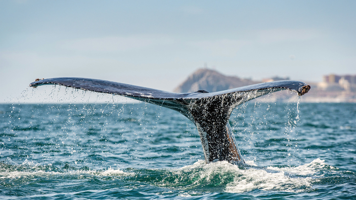 Whale Watching (March 14, 2026) logo