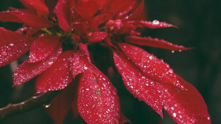 Poinsettia Order Form logo image