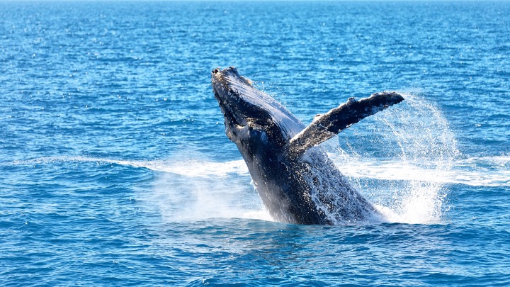 Whale Watching (April 25, 2026) logo