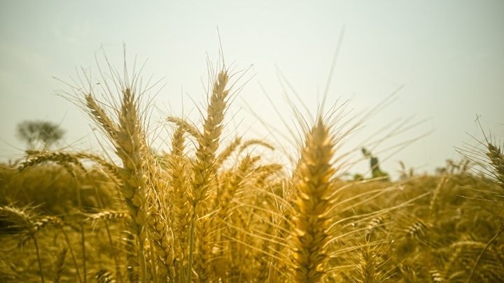 Equipping for the Harvest Training logo