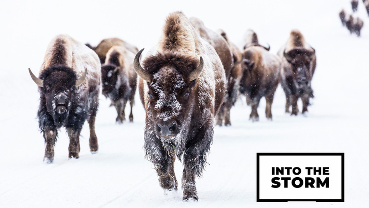 Grace Men: Into the Storm logo