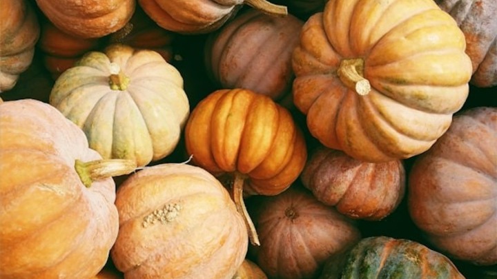 Harvest Festival  logo