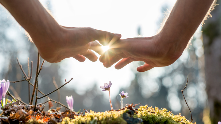 Life's Healing Choices logo image