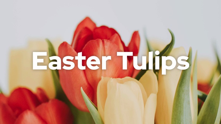Easter Tulips Signup logo