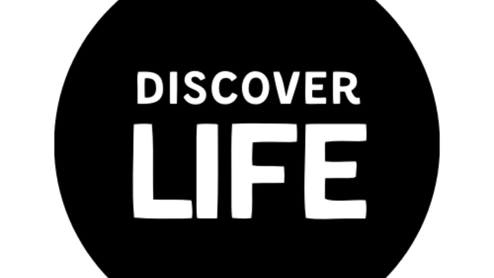 Discover Life  logo