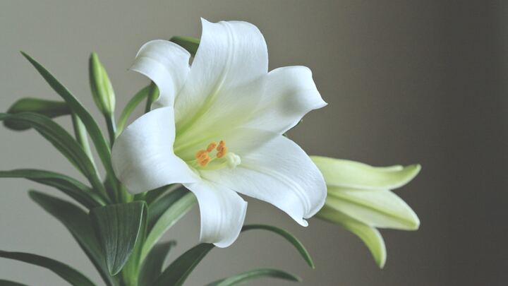 Easter Lilies logo