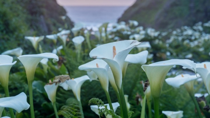 Easter Calla Lily Orders logo