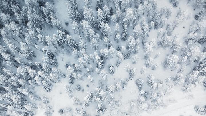Snow Trip logo image