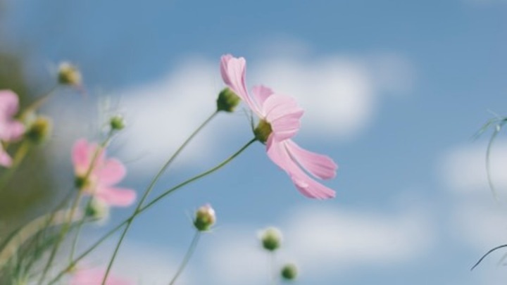 Spring Clean Up logo