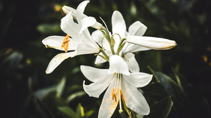 Easter Lily Order $20 logo