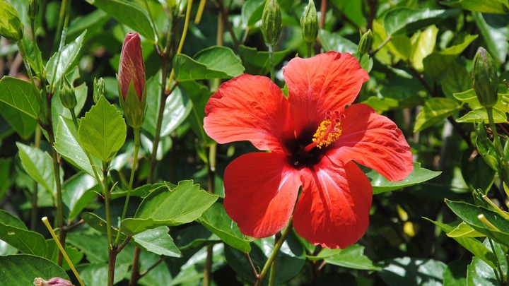 PCCP Flower Sale 2026 logo