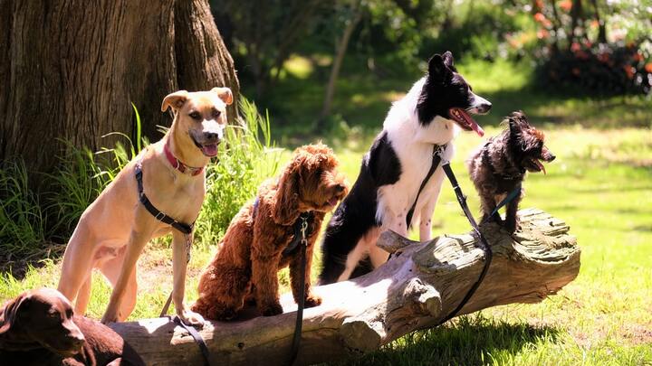 April | Leland | Paws Place Dog Rescue | 9am-11am | Second Saturday SERVE logo
