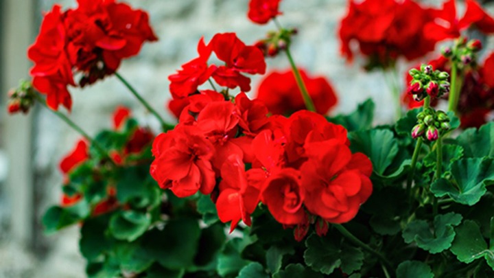 AUWF Geranium Sale 2026 logo